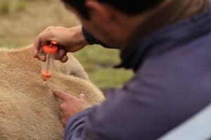 Goldfields-atencion sanitaria a vacunos