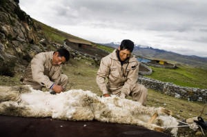 Minsur-mejoramiento genetico