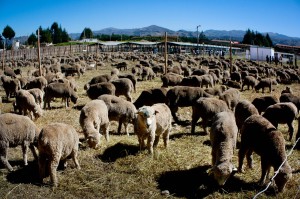 Entrega de ovinos. (Foto: Yanacocha)