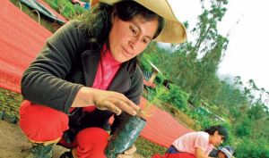 Sembrando plantones (Yanacocha)