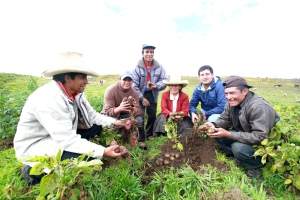 Papa nativa en Conga (Yanacocha)