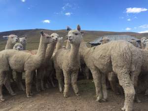 Alpacas (Antapaccay)