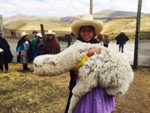 Crianza de alpacas (Yanacocha)