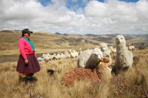 Crianza de alpacas (Yanacocha)