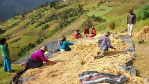 Cultivos de quinua (Sierra Exportadora)