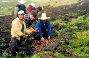 Producción de papa (Yanacocha).