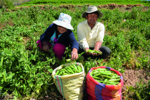 AngloAmerican - Desarrollo agrícola